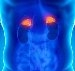 Adrenal Health